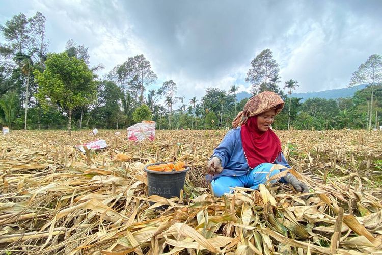 Cerita Kaum Ibu Menopang Keluarga dari Ongkos Memetik Jagung