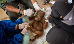 BKSDA Kalimantan Selamatkan Bayi Orangutan yang Dipelihara di Area Tambang