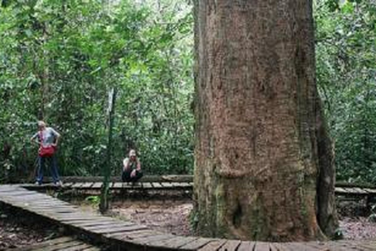 Pohon ulin setinggi 20 meter dan berdiameter 2,47 meter ini merupakan ulin terbesar di Indonesia, juga dunia. Pohon yang diperkirakan berumur 1.000 tahun ini menjadi ikon Wisata Alam Sangkima, bagian terluar dari Taman Nasional Kutai, hutan hujan tropis dataran rendah di Kabupaten Kutai Timur, Kalimantan Timur.