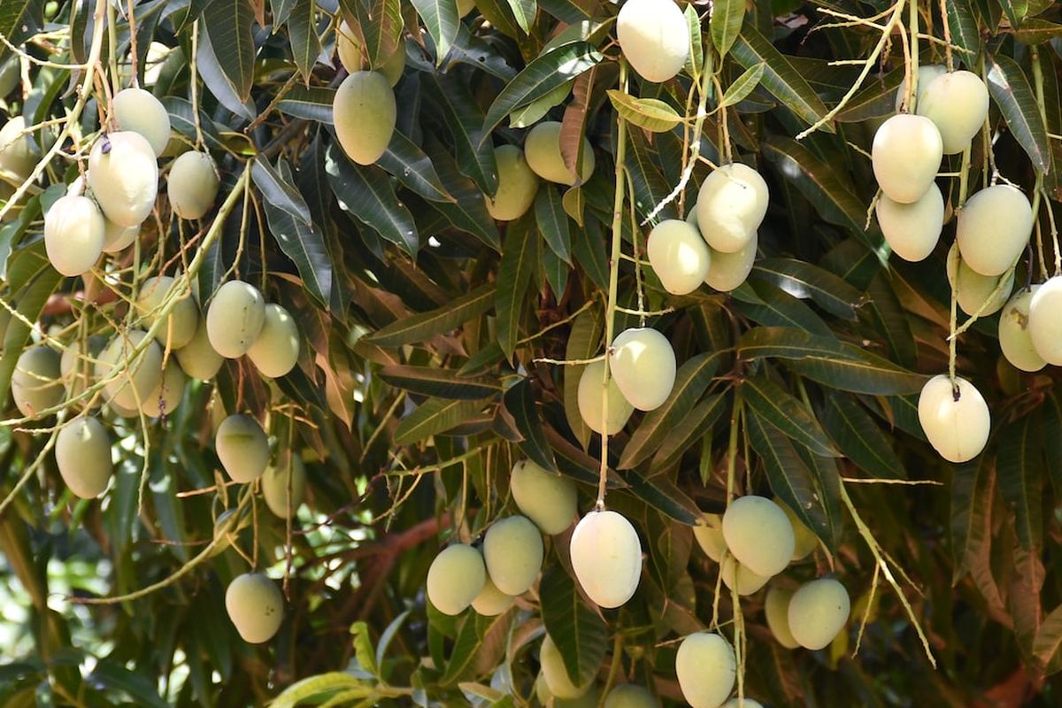 Ilustrasi pohon mangga, tanaman mangga, buah mangga di pohon.