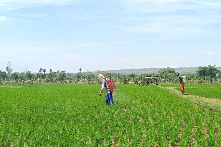 Petani di Kabupaten Tuban, Jawa Timur sedang melakukan pengobatan tanaman padi miliknya yang sudah waktunya pemupukan.