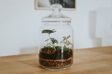 5 Cara Membuat Terrarium, Tanaman Hias Cantik dalam Wadah Kaca