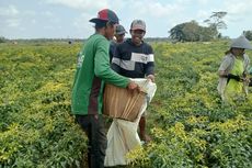 Panen Raya Cabai, Petani di Purworejo Kebanjiran Untung, Ada yang Beli Motor hingga Bangun Rumah