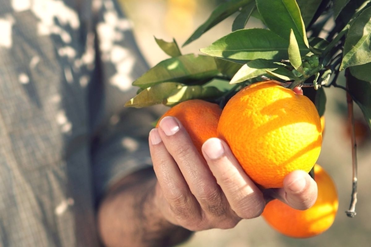 Ilsutrasi panen jeruk baby