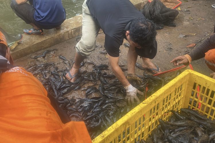 Ikan Sapu-sapu Kerap Dipakai untuk Siomay, Rumah Produksi Akan Disidak