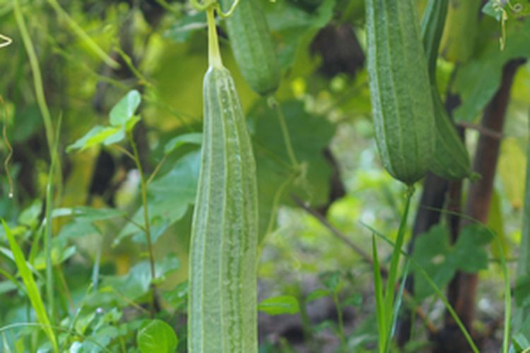 Tanaman gambas atau oyong