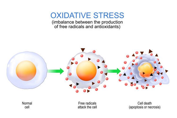 Ilustrasi stres oksidatif, efek dari radikal bebas.
