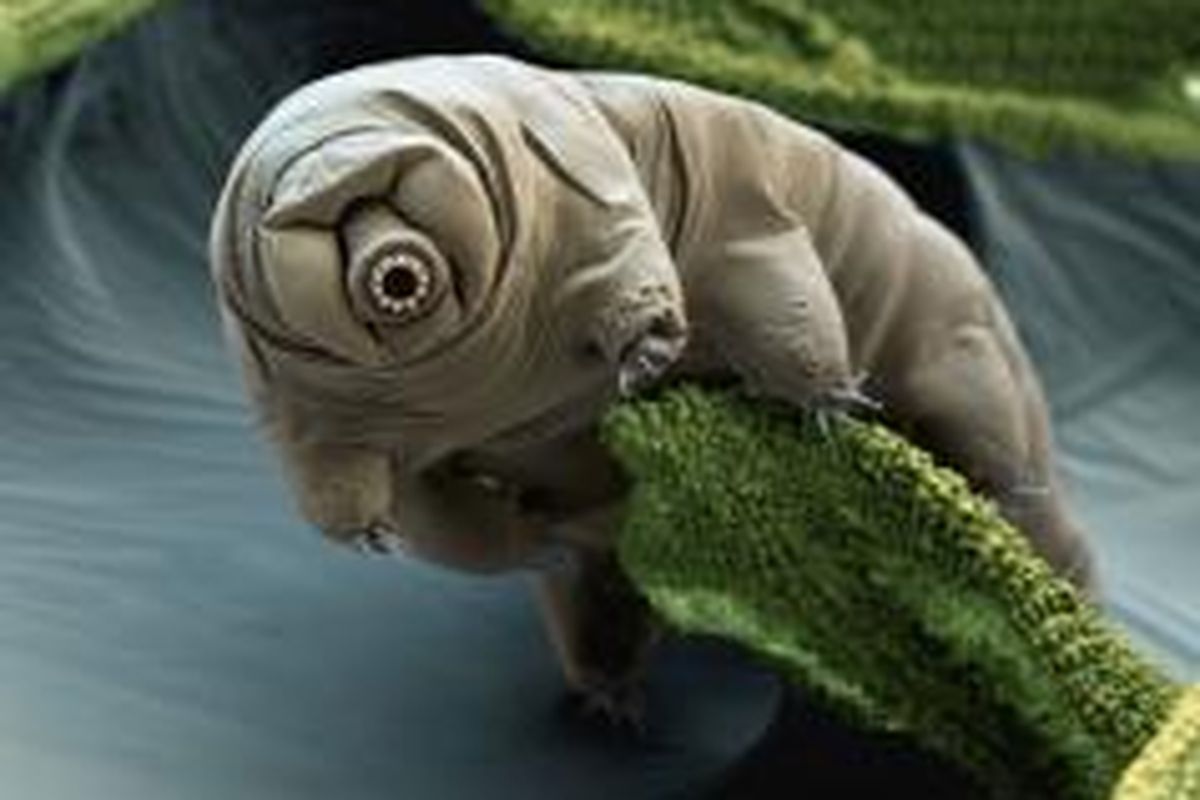 Tardigrade pada lumut.