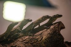 29 Bayi Komodo di Kebun Binatang Surabaya: Secercah Harapan