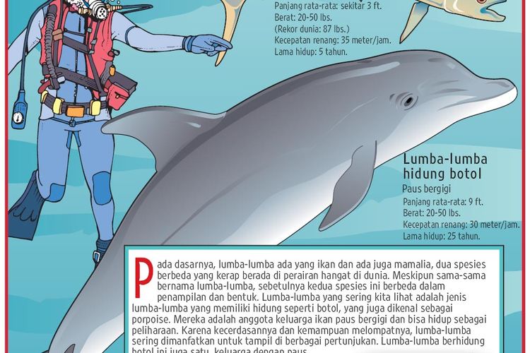 76 Gambar Ikan Lumba Lumba Anak Tk Gratis