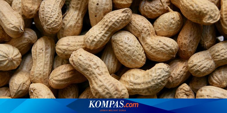 Berita Harian Kacang Rebus Terbaru Hari Ini - Kompas.com