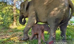 TN Way Kambas Sambut Kelahiran Bayi Gajah Betina, Berat 64 Kilogram