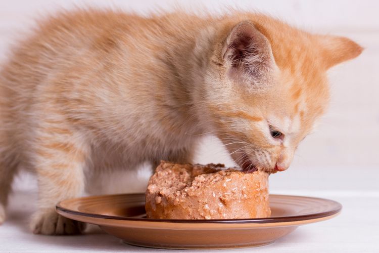 makanan basah kucing