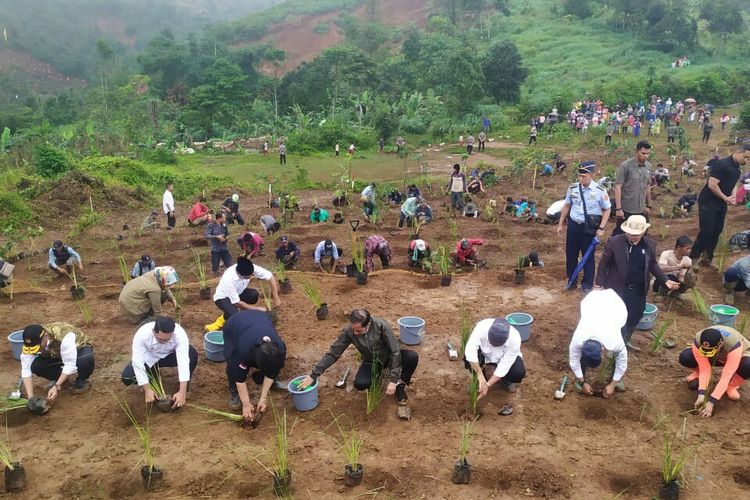 Presiden Joko Widodo menanam vetiver di lokasi longsor di Sukajaya, Bogor, Jawa Barat