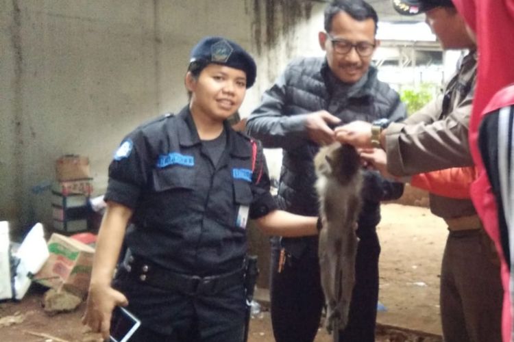 Petugas dari Dinas DKPKP, Satpol PP, dan TransJakarta membantu dalam proses penangkapan monyet di Halte TJ Grogol, Jakarta Barat, Jumat (13/12/2019)