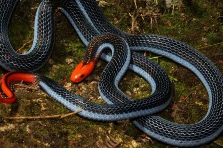 Ular Cabe Merah (Calliophis bivirgata)