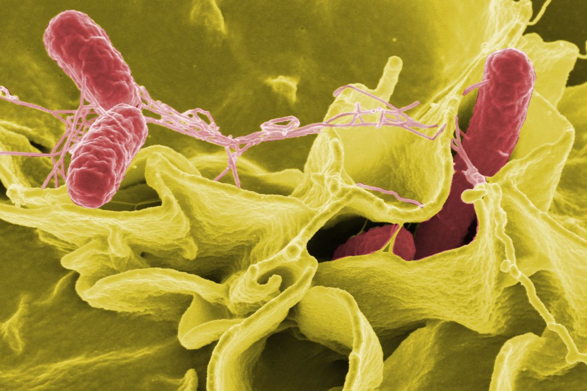 Ilustrasi bakteri Salmonella