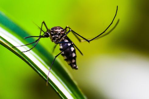 Alasan Nyamuk Berdengung di Telinga Manusia