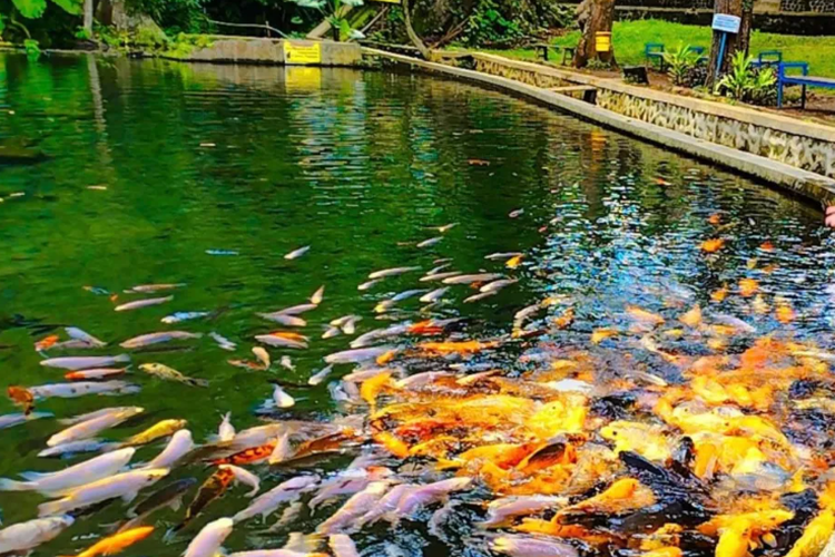 Sumber Koso, Ngawi