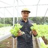 Memanen Untung dari Sayur Hidroponik, Bisnis yang Kebal dari Covid-19