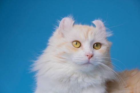Mengenal Ras American Curl, Kucing dengan Bentuk Telinga Unik
