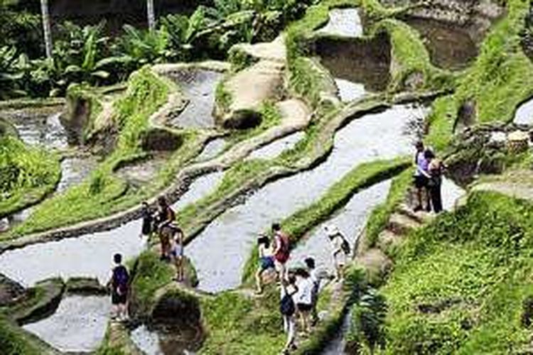 Turis menikmati wisata alam Ceking di kawasan Ubud, Gianyar, yang terkenal dengan pemandangan sawah bertingkat (terasering), Minggu (7/8/2016).
 