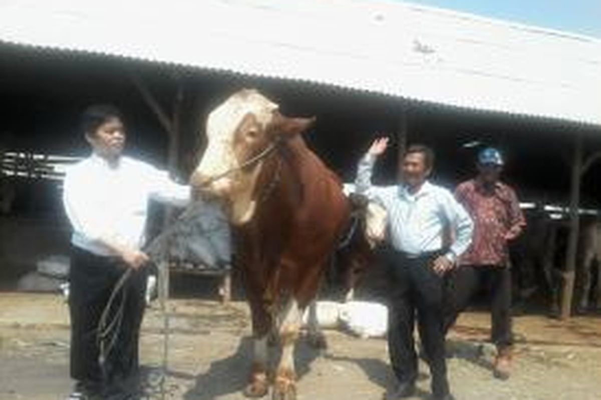 Direktur Utama PT. Rajawali Nusantara Indonesia (PT.RNI)  Ismed Hasan Putro, menyayangkan kondisi pasokan sapi yang tak juga membaik setahun terakhir.