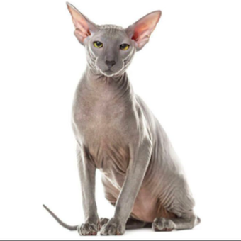 Kucing peterbald.