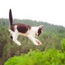 Kenapa Tubuh Kucing Sangat Lentur?