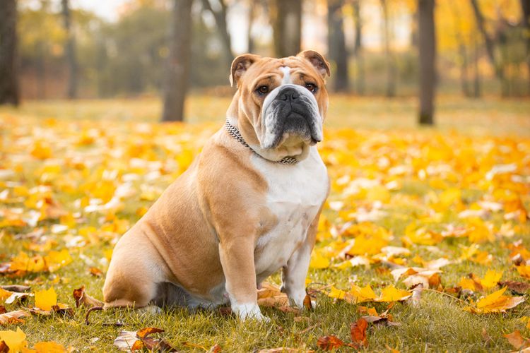 Ilustrasi anjing English bulldog.