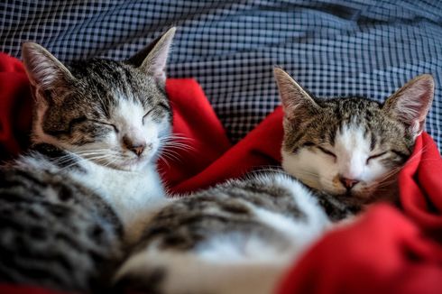 Tips Mencari Kucing Peliharaan yang Tepat untuk Keluarga