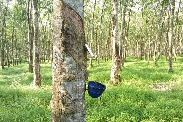 Negara Penghasil Karet Terbesar Ketiga di Dunia Adalah Vietnam