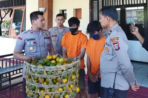 2 Pemuda di Mataram Curi 7 Keranjang Jeruk untuk Beli Sabu dan Miras