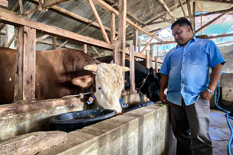 Nama Saya Mayor, Sapi Pilihan Presiden dari Lereng Cisarua