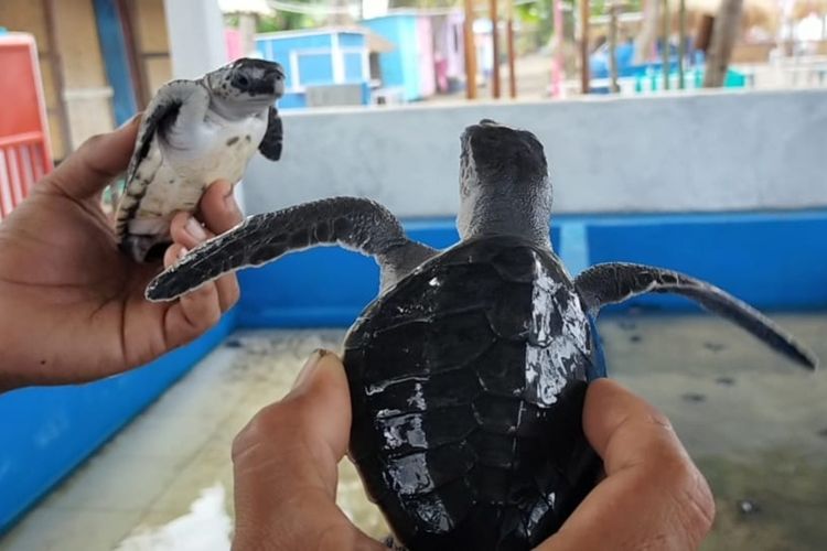 Konservasi Penyu di Pantai Mapak Indah, Kota Mataram, NTB.