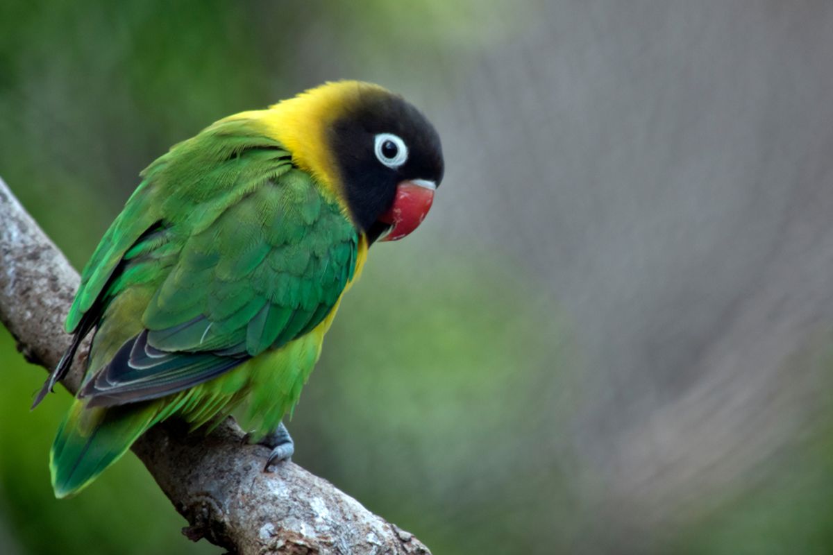 burung Masked Lovebird