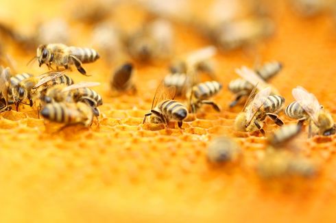Seorang Petani Ditemukan Tewas Diduga Akibat Diserang Lebah