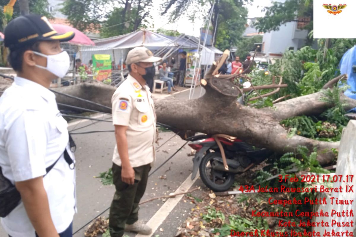 Sebuah pohon berukuran besar dengan jenis Flamboyan tumbang di Jalan Rawasari IX RT 11 RW 01, Kelurahan Cempaka Putih Timur, Jakarta Pusat, Rabu (3/1/2021) sore.