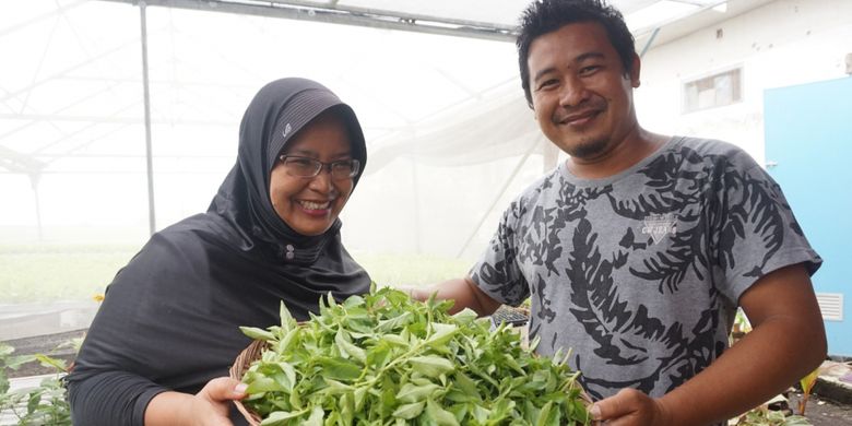 Pasangan suami-istri yang mengelola Cahaya Hydrofarm Banyuwangi menunjukkan daun kemangi hasil panen yang akan dikirim ke beberapa restoran di Banyuwangi, Senin (7/1/2019). 