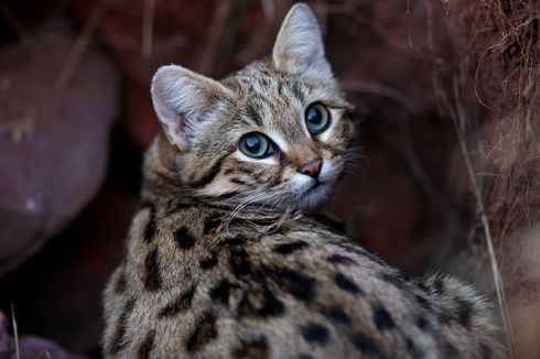 Black-footed Cat, Kucing Kecil yang Lebih Mematikan daripada Singa