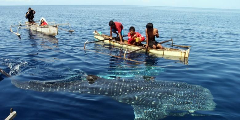 Anak-anak nelayan bercanda dengan hiu paus di pantai Botubarani, Kecamatan Kabila Bone, Kabupaten Bone Bolango, Gorontalo.