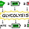 Glikolisis: Pengertian, Proses, dan Produknya