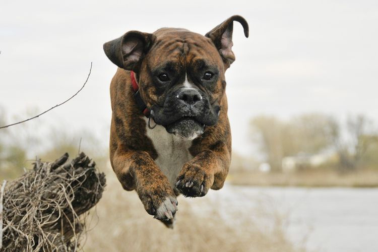 Ilustrasi anjing ras Boxer. 