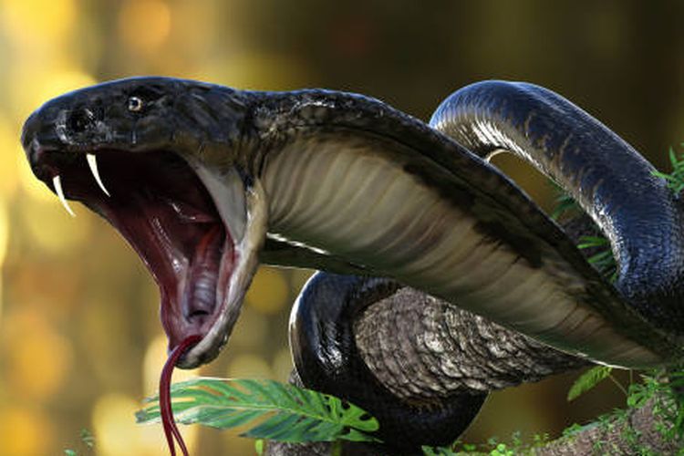 Ilustrasi ular King Kobra