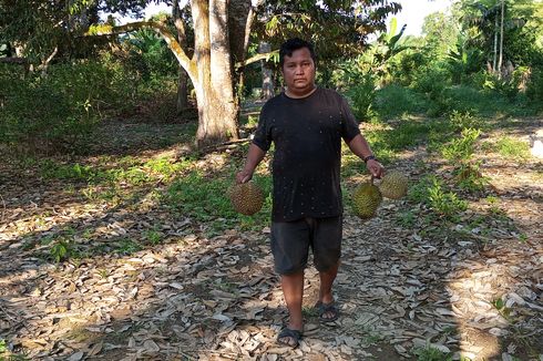 Sensasi Menunggu Durian Jatuh di Desa Pulau Birandang...