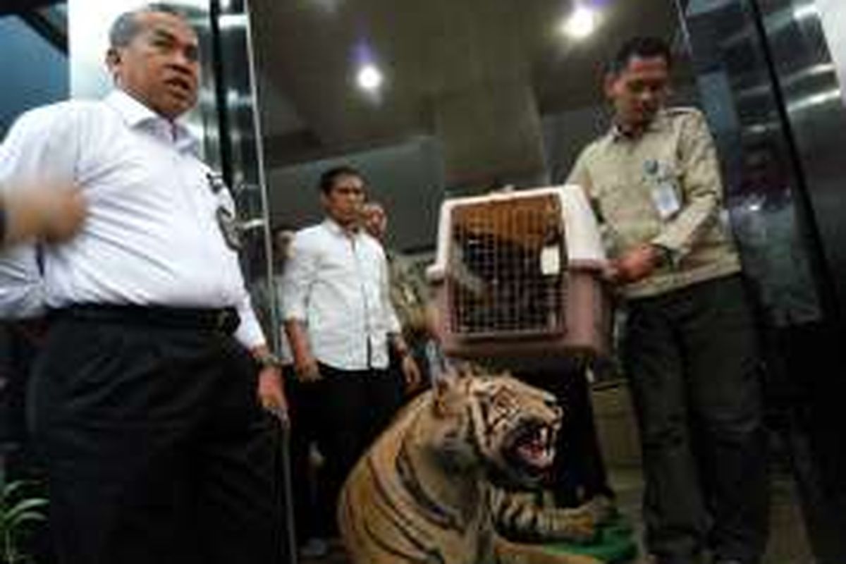 Polisi saat menyerahkan barang bukti berupa harimau sumatera yang telah diawetkan dan elang jawa yang didapati dari rumah Gatot Brajamusti ke pihak Balai Konservasi Sumber Daya Alam DKI Jakarta pada Senin (29/8/2016) di Mapolda Metro Jaya.