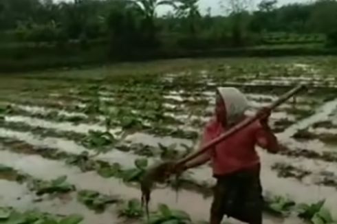 Terendam Air Hujan, 4.245 Hektar Tanaman Tembakau di Lombok Timur Terancam Gagal Panen