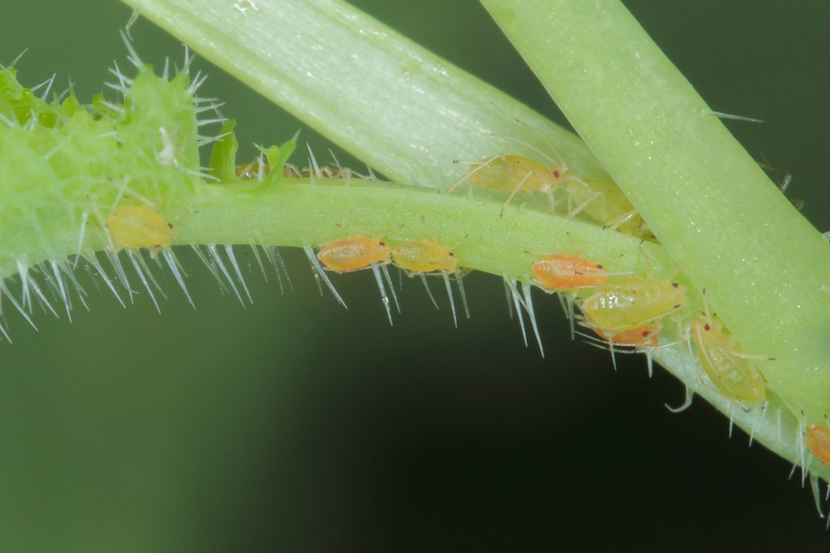 Ilustrasi hama kutu persik (Myzus persicae). 