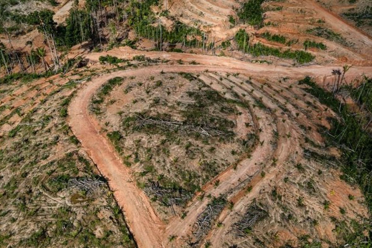 Hutan primer Papua kini mulai beralih fungsi menjadi kebun kelapa sawit.