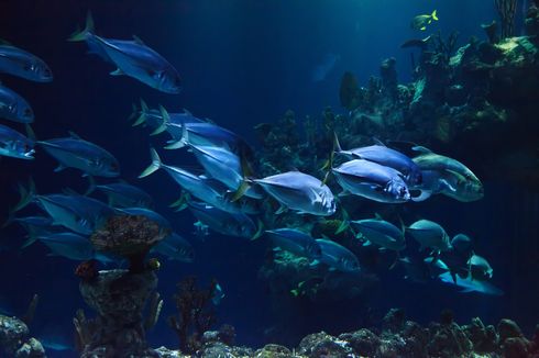 Peran Ikan dalam Ekosistem